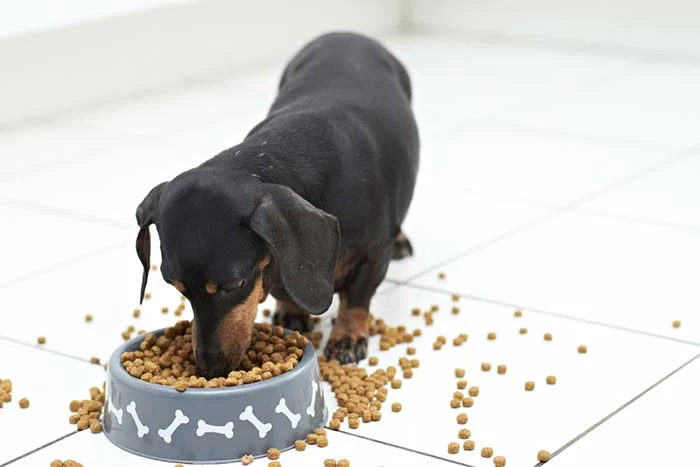 The Ultimate Guide to Pet Food Mat