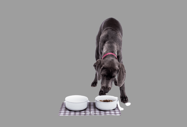 The Ultimate Guide to Pet Food Mat