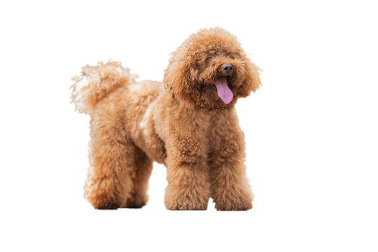 Top 10 Best Dogs for Families