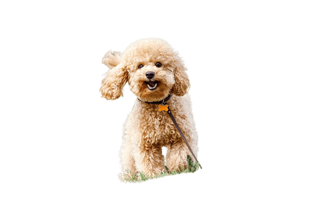 Top 10 Best Dogs for Families 