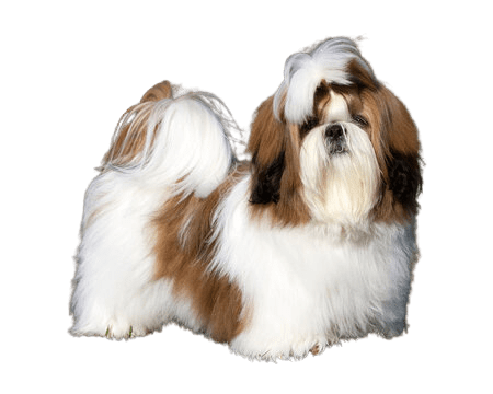 Top 10 Best Dogs for Families