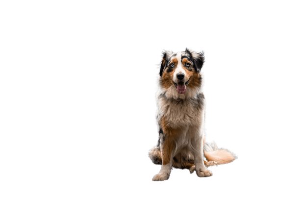 Top 10 Best Dogs for Families