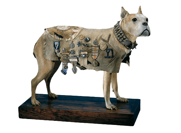 What is the Highest Military Rank Achieved by a Dog?