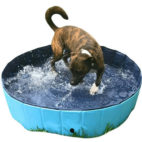 Where Can You Find the Best Pool for Dogs