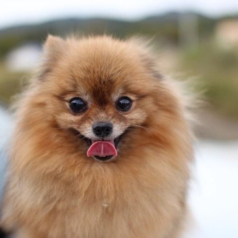 Why Pomeranians Are the Worst Dogs?