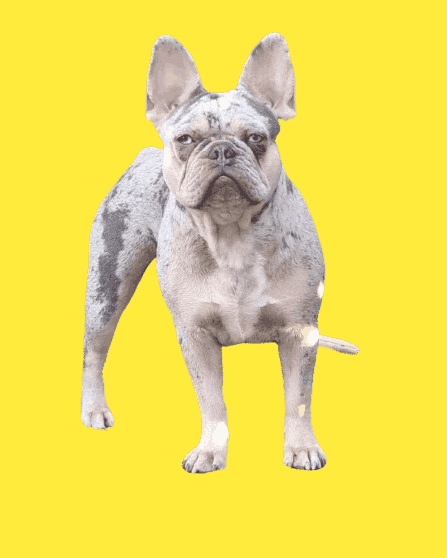 Lilac Merle French Bulldog: History and Facts