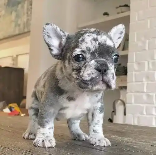 Lilac Merle French Bulldog: History and Facts