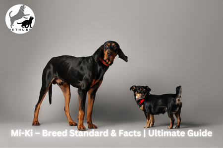 Mi-Ki – Breed Standard & Facts | Ultimate Guide